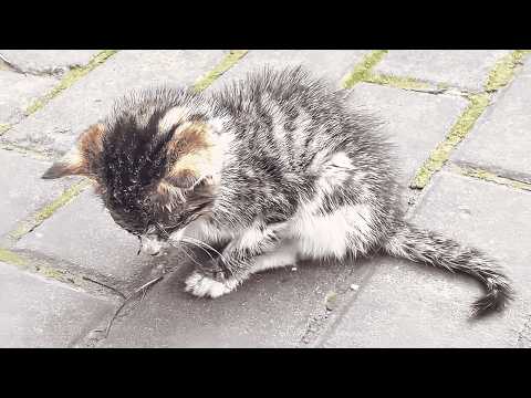 Sick stray kitten sat with its head down, waiting for death—until fate sent an angel its way.