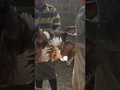 , title : 'Vaccination des poulets pondeuses contre le Choléra aviaire'