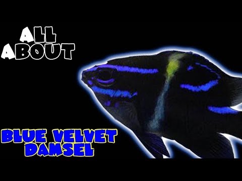 All About The Blue Velvet Damselfish or Japanese Damselfish