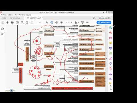 Biología vegetal 2021: gimnospermas