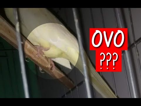 WILL THE COCKATITE LAY EGGS?