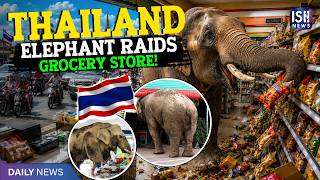 Thailand Elephants Stopping Traffic and Raiding Grocery Stores for Snacks