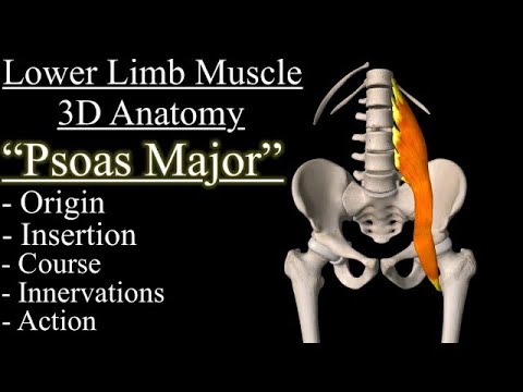 Psoas Major Muscle 3D Anatomy Animation, Origin, insertion, Course, Innervation and Function.