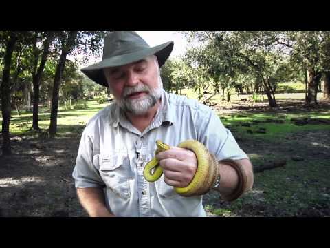 Buddy Davis Amazing Adventures - Swamp Man