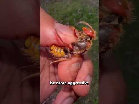 Why Do We Hate Wasps But Love Bees? 😨