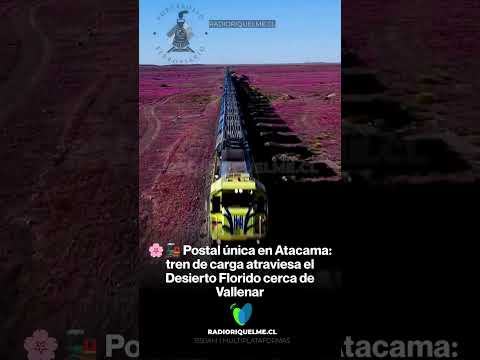 🌸🚂 Postal única en Atacama: tren de carga atraviesa el Desierto Florido cerca de Vallenar #shorts