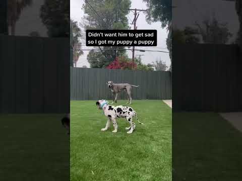 I Got My Dog a Puppy 🐶 🐶..🐶? W OnlyJayus - #Shorts