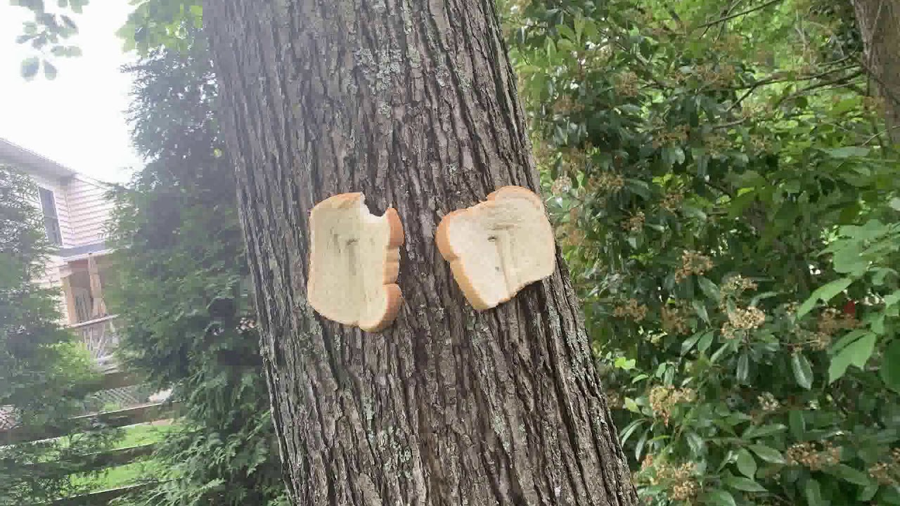 r/BreadStapledToTrees || True art is special