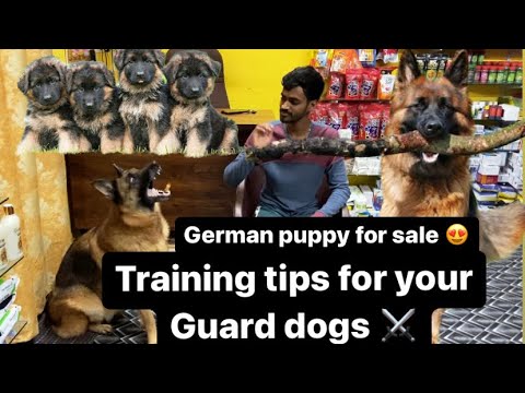 German Shepard puppy for sale and Training Tips | Dhanush | #dogs #puppyforsale #germanshepherd