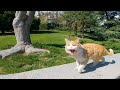 Sweet Meows Unforgettable Moment With A Stray Hungry Male Cat
