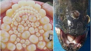 11 Shocking Mutations Caused by Radiation