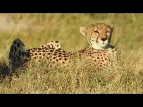 Okavango Nxabega Tented Camp