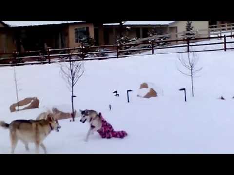 Mesha, the double rear leg amputee dog, in the snowsock