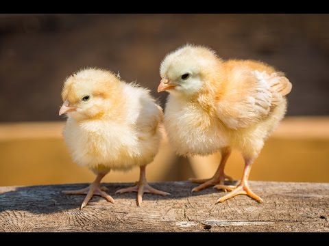 download lagu mp3 mp4 Whats A Baby Chicken Called, download lagu Whats A Baby Chicken Called gratis, unduh video klip Whats A Baby Chicken Called