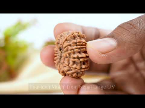 Rudraksha Product Image