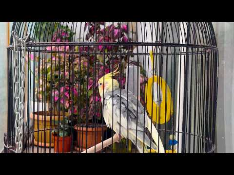 Pied Cockatiel Singing Beautiful Natural Sounds 🐦 | Relaxing Cockatiel Calls