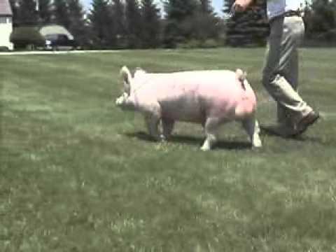 Full Dimension 20-10