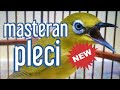  Masteran Burung Pleci Full Isian Terbaru, 