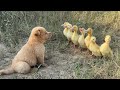 A Puppy In The Wild Is So Funny It Takes The Ducklings To Find Treasures And Delicious Food So Cute