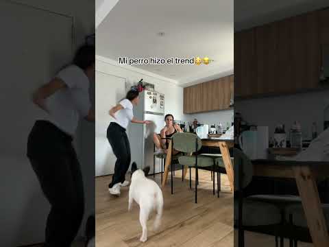MI PERRO HIZO EL TREND😳