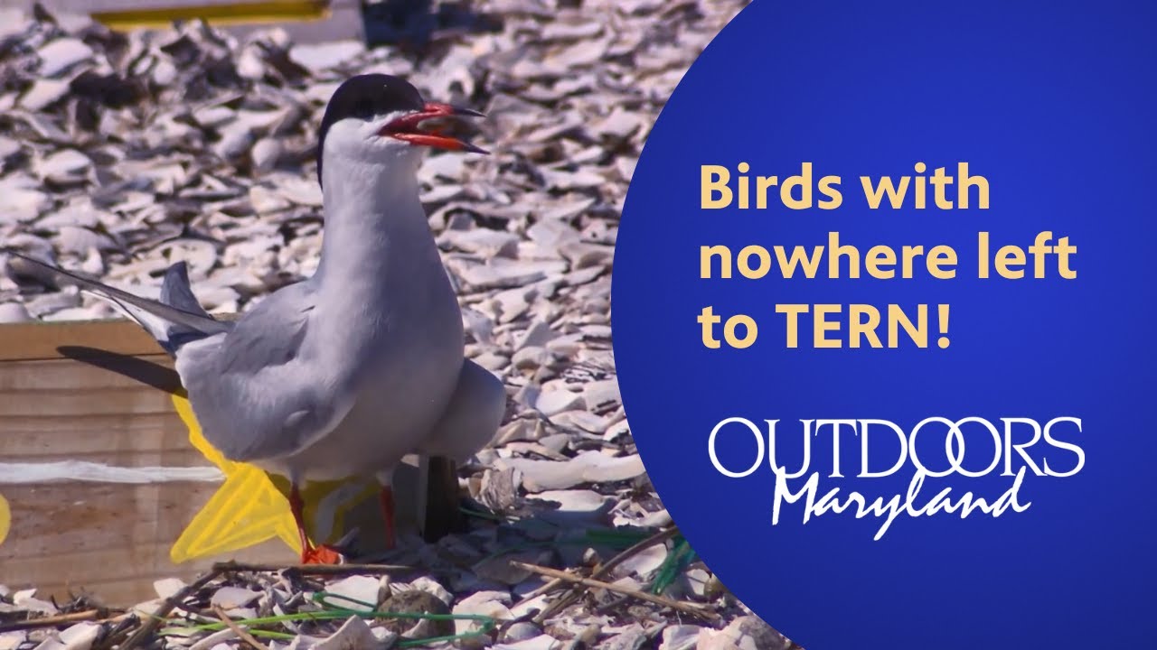 Birds with nowhere left to TERN!
