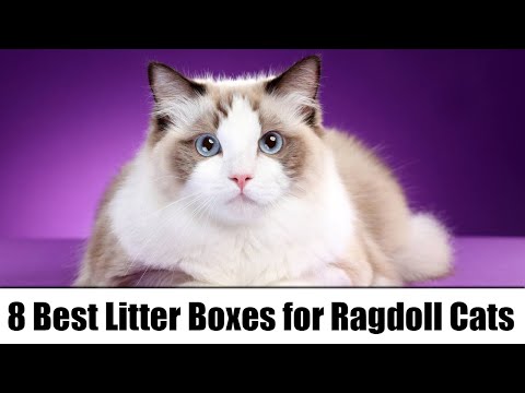 8 Best Litter Boxes for Ragdoll Cats — Reviews & Top Picks