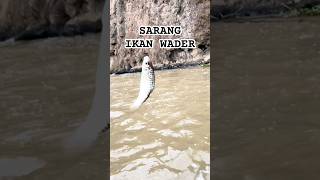 Download lagu Sarang ikan wader babon #shorts #ikanwader #mancing #mancingliar mp3