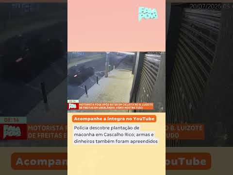 Polícia descobre plantação de maconha em Cascalho Rico; armas e dinheiros também foram apreendidos