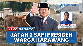 Presiden Prabowo Sumbang 2 Sapi Raksasa seberat 1,6 Ton untuk Warga Karawang
