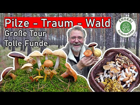 Mushroom Dream Forest - Fabulous Mushroom Finds - Big Tour Mid-October 2025