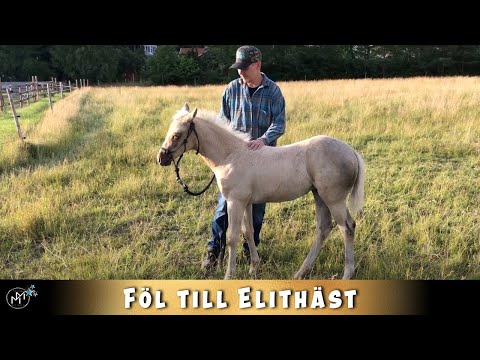 Min sambo tränar ett föl för första gången!!!! Hur ska det gå???