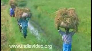 Harvest at Kuttanad