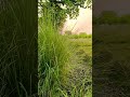 Suhane Mausam Ki Jhalak
