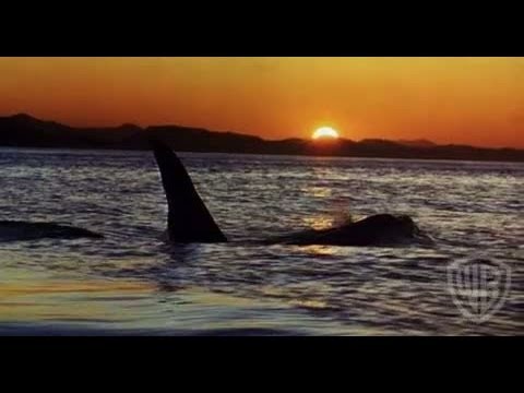 Free Willy Trailer
