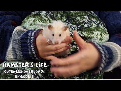 From Playtime to Bedtime: Follow My Hamster's Adorable Daily Schedule Mar 11, 2024 | Vlog #275