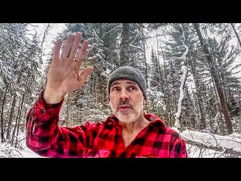 Big Projects this Year at my Off Grid Log Cabin, Clearing Forest and Harvesting Logs on my Homestead