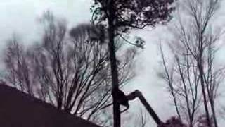 preview picture of video 'Pine Tree Getting Knocked Down'