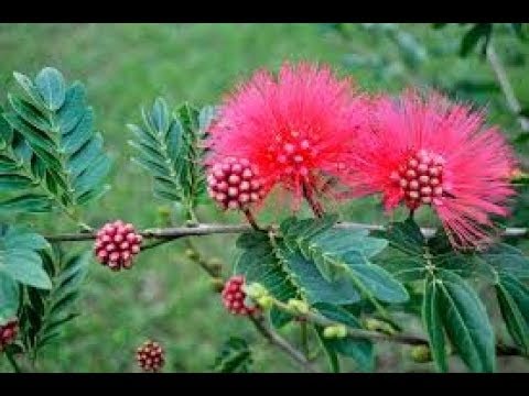 download lagu mp3 mp4 Powder Puff Flower, download lagu Powder Puff Flower gratis, unduh video klip Powder Puff Flower