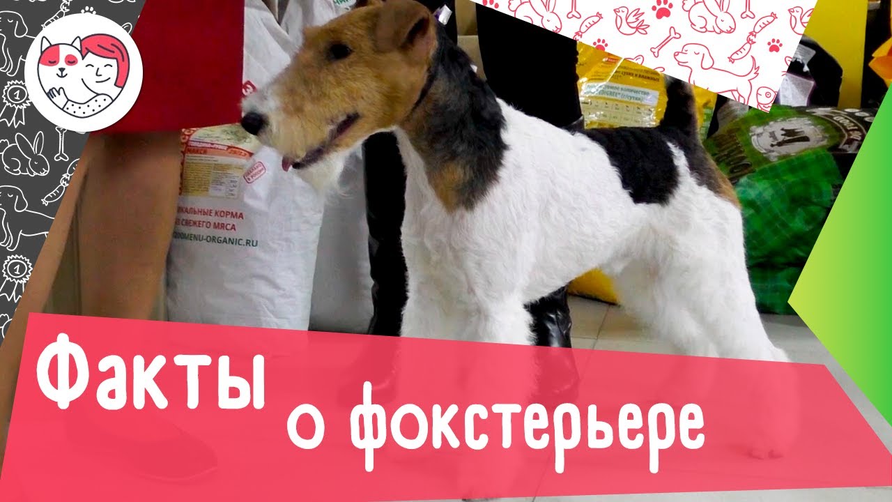 6 необычных фактов о фокстерьере