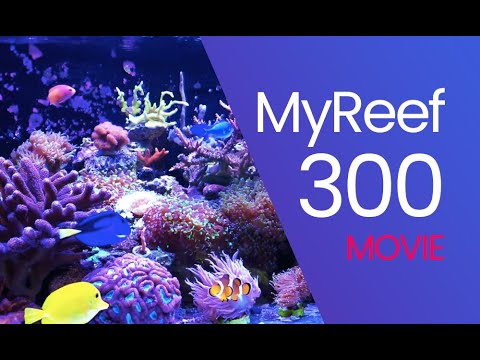 (168) MyReef 300 / Short movie - Akwarium morskie - Reef aquarium