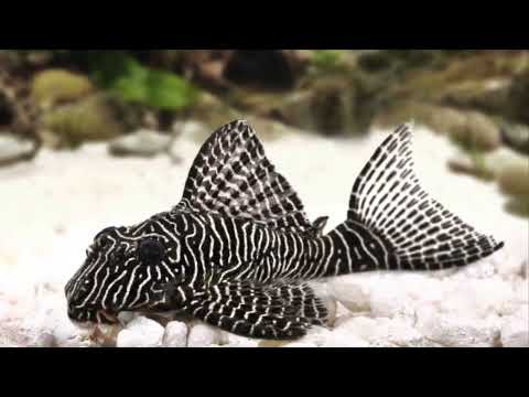 Water quality control for aquariums