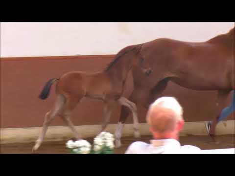 Hengstfohlen von Morricone - Lauries Crusador xx