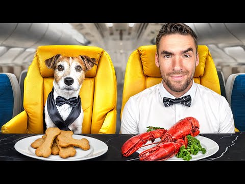 A Pawsitively Luxurious Flight: Reviewing Bark Air's Dog-Friendly Experience