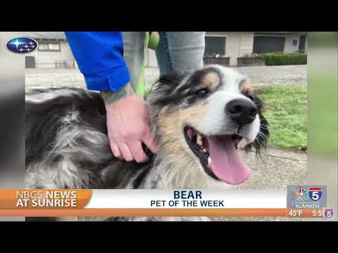 Pet Talk: Bear - YouTube
