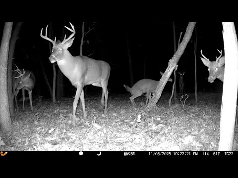 RUTTING Caught on CAMERA: Trail Cam Highlights 11.13.25