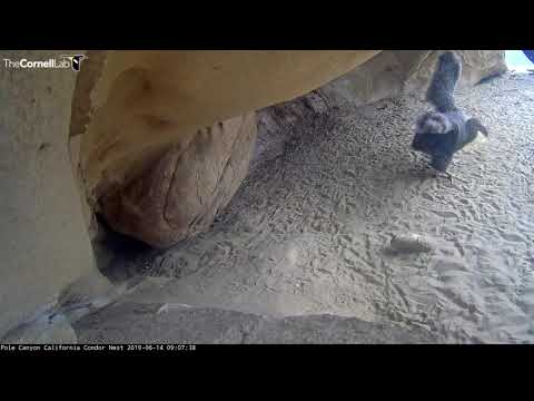 Condor Chick Spreads Wings, Hops Out Of View – June 14 , 2019