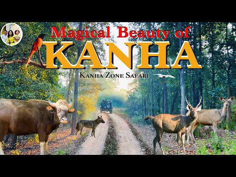 Experience the unmatched beauty of Kanha National Park | Kanha Zone wildlife safari