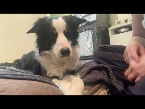 Evolve Dog Training Inc. video.