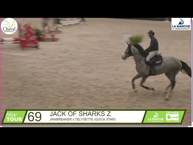 Gelding Zangersheide For sale 2021 Grey