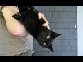 The Joys Of Being Owned By A Black Cat